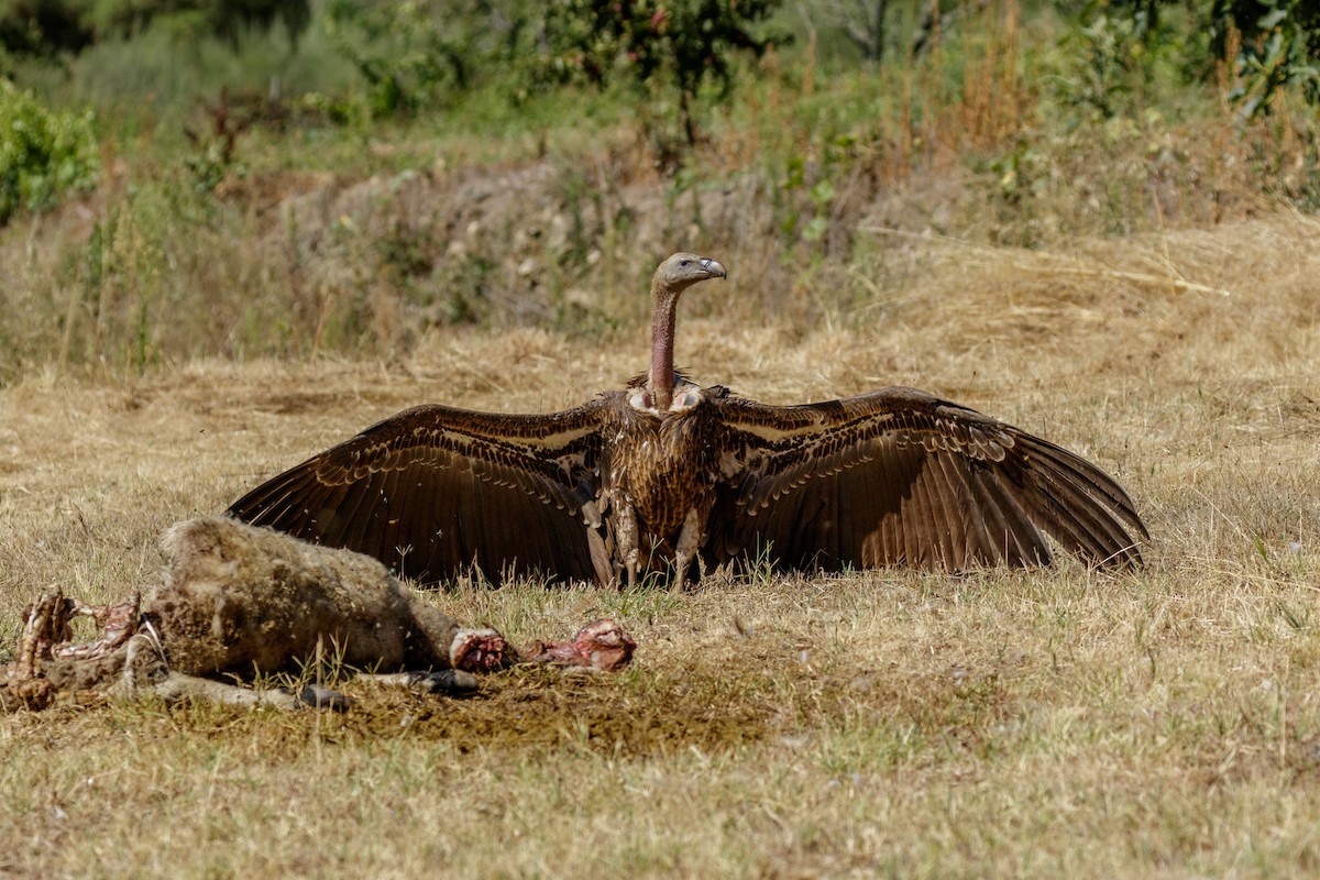 Rüppell's Griffon - Luis Rodrigues
