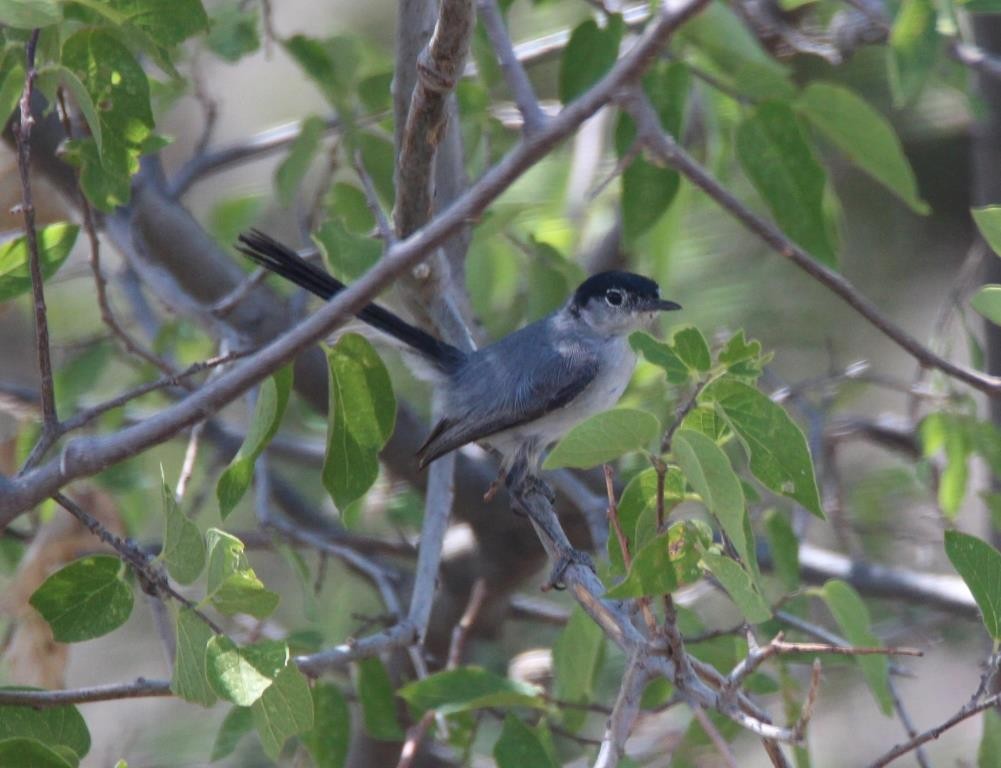 Black-tailed Gnatcatcher - Christopher Pipes