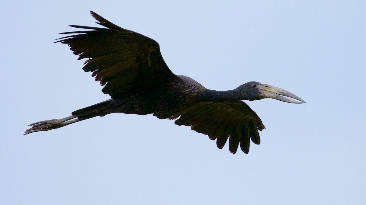 African Openbill - ML25373311