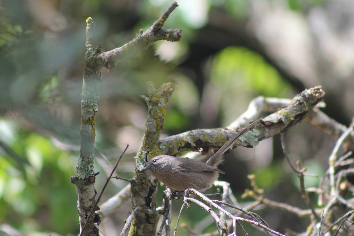 Wrentit - William Hemstrom