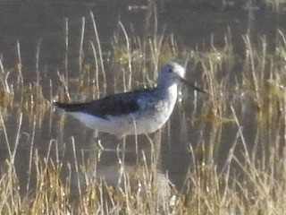 Common Greenshank - ML253733781