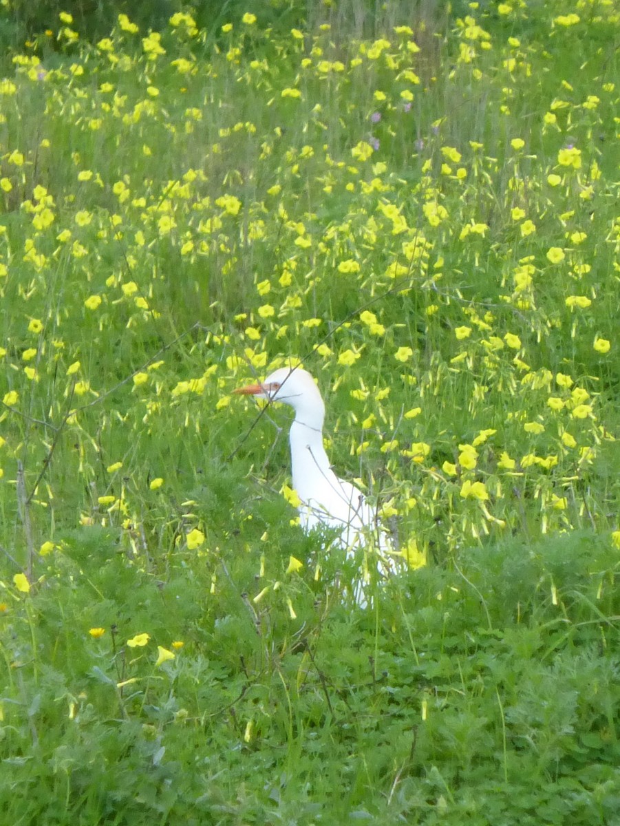 Western Cattle Egret - ML25373471