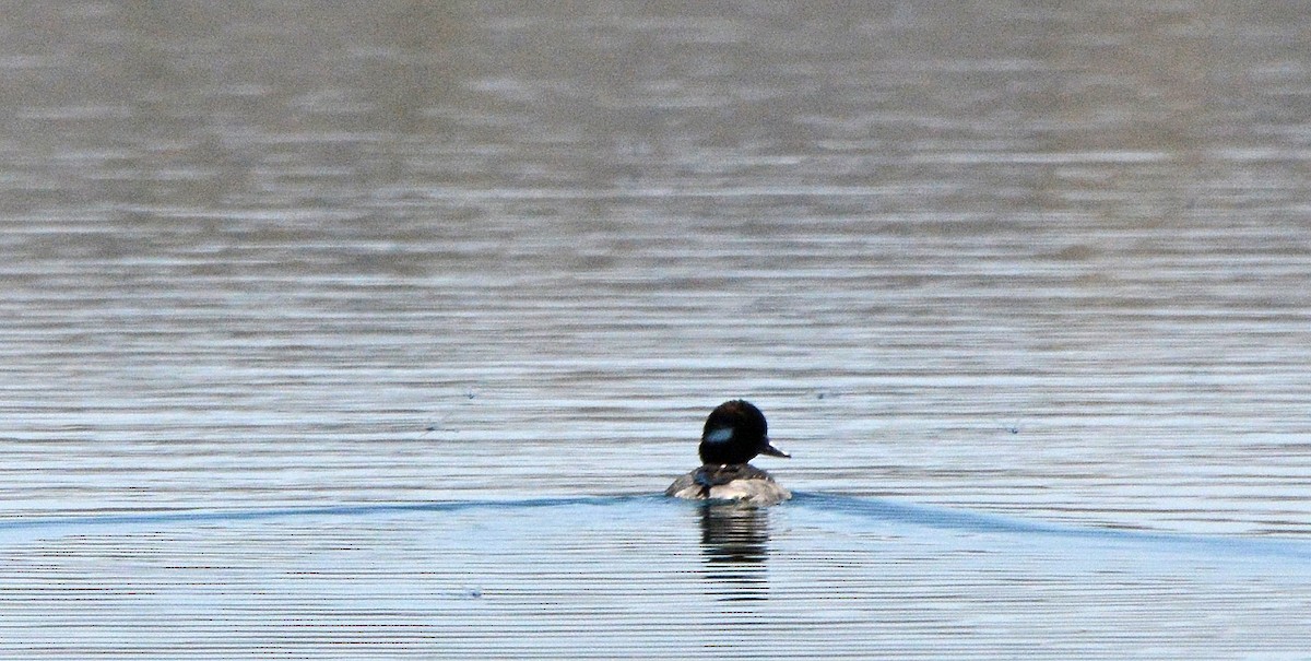 Bufflehead - Bob Erickson