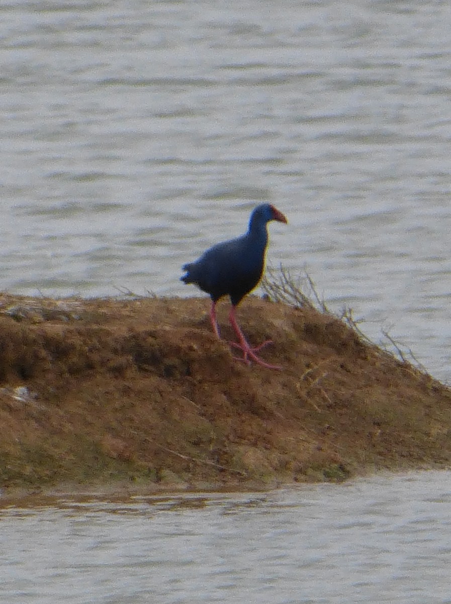 Western Swamphen - ML25373531