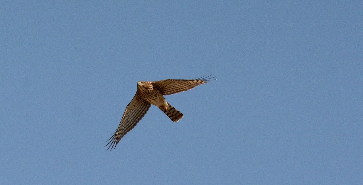 American Goshawk - Bob Erickson