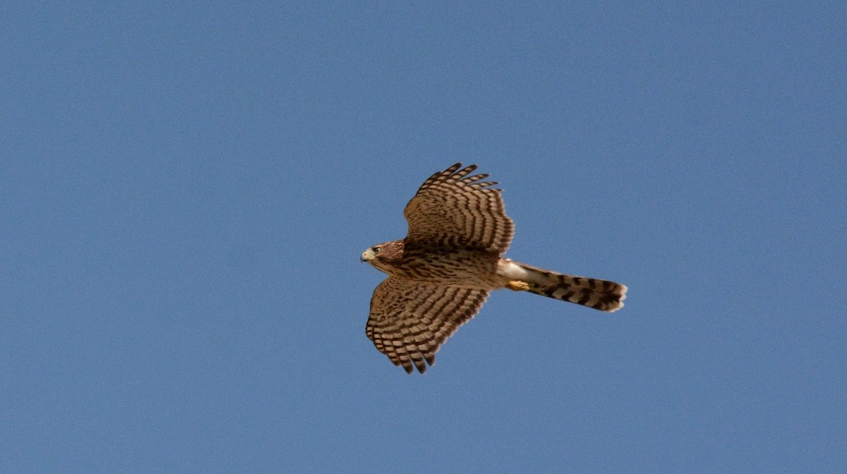 American Goshawk - Bob Erickson