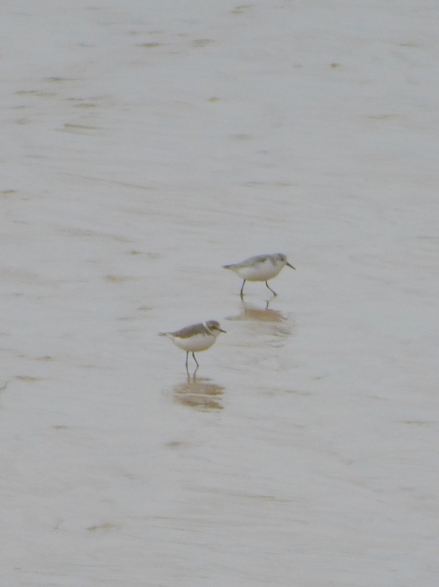 Kentish Plover - ML25373561