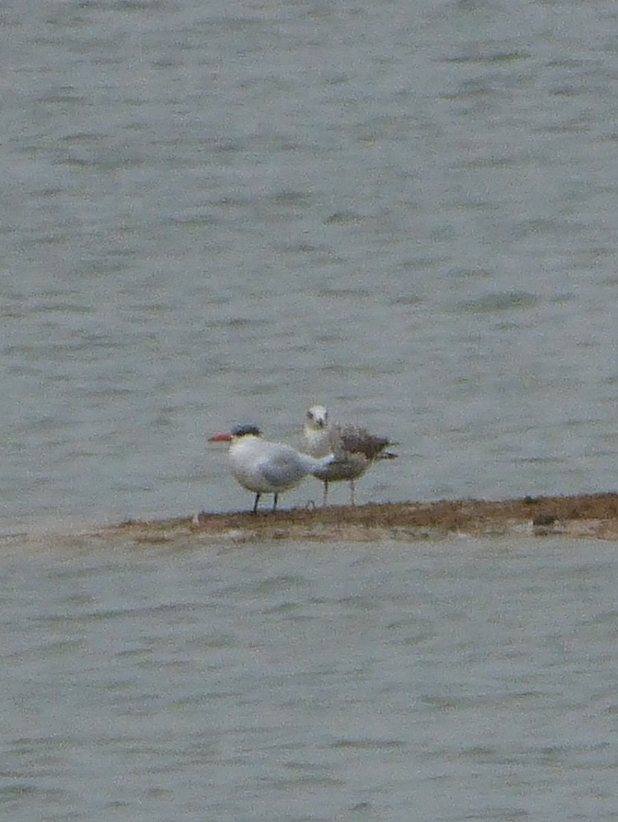 Caspian Tern - ML25373591