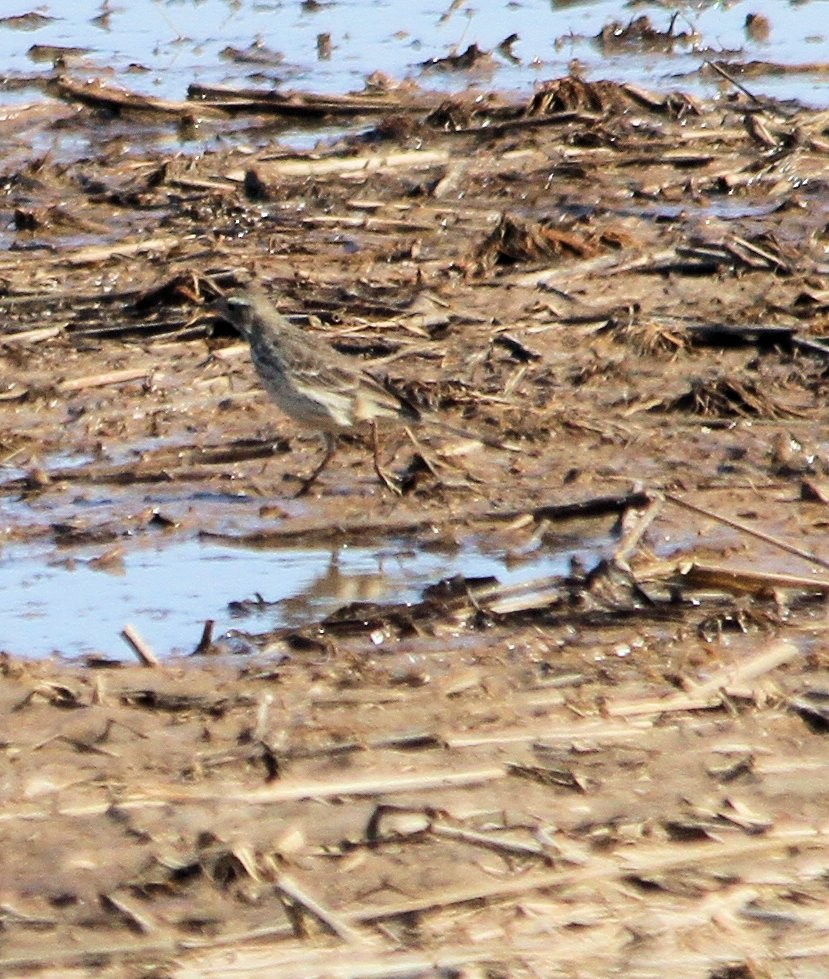 American Pipit - Tim Tyler Sr