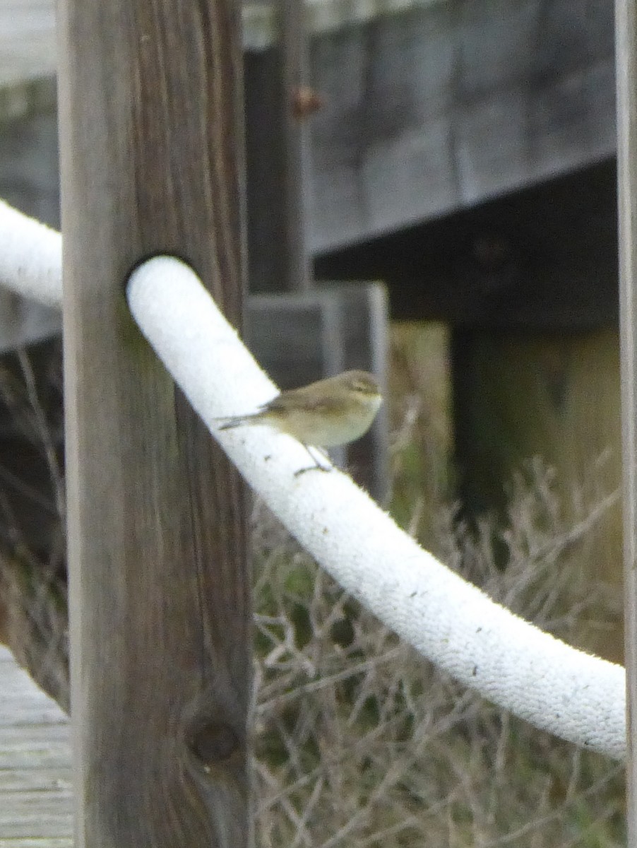 Common Chiffchaff - ML25373661