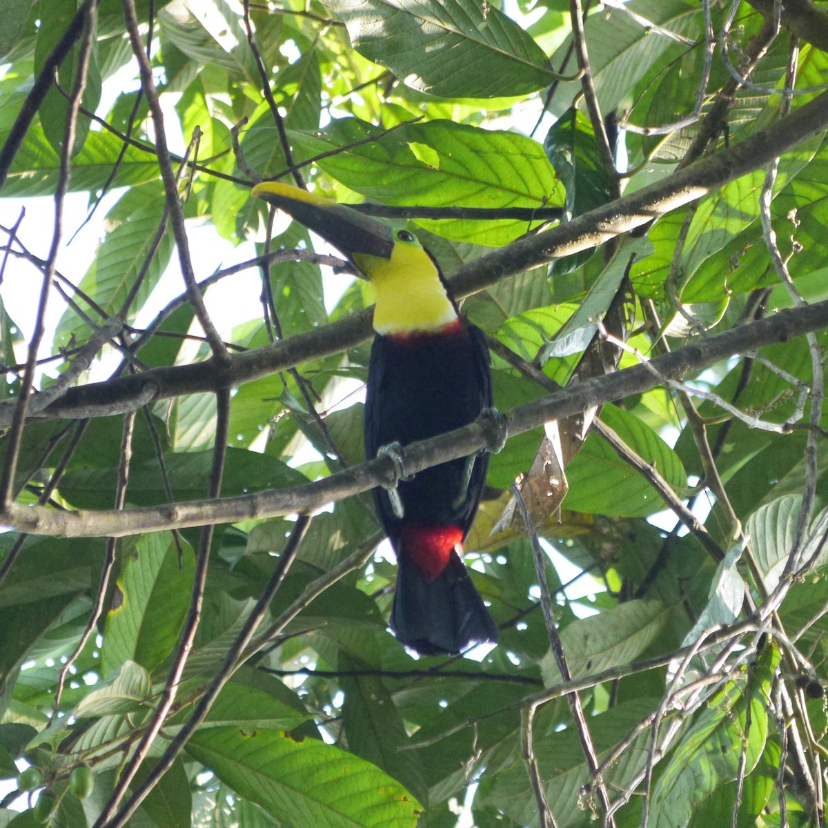 Yellow-throated Toucan (Black-mandibled) - ML253736881