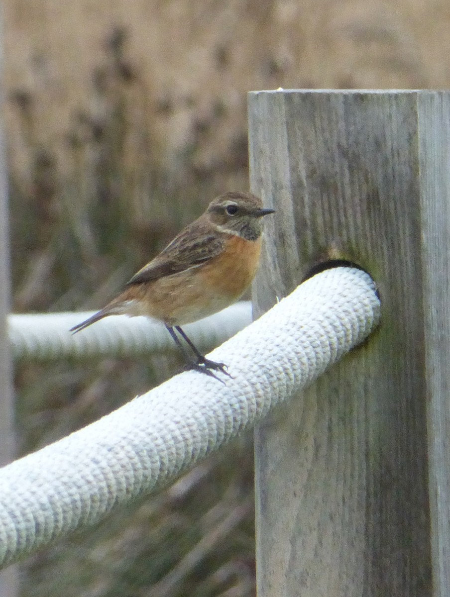 European Stonechat - ML25373721