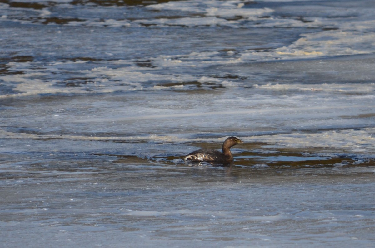 טבלן עקוד-מקור - ML25373801