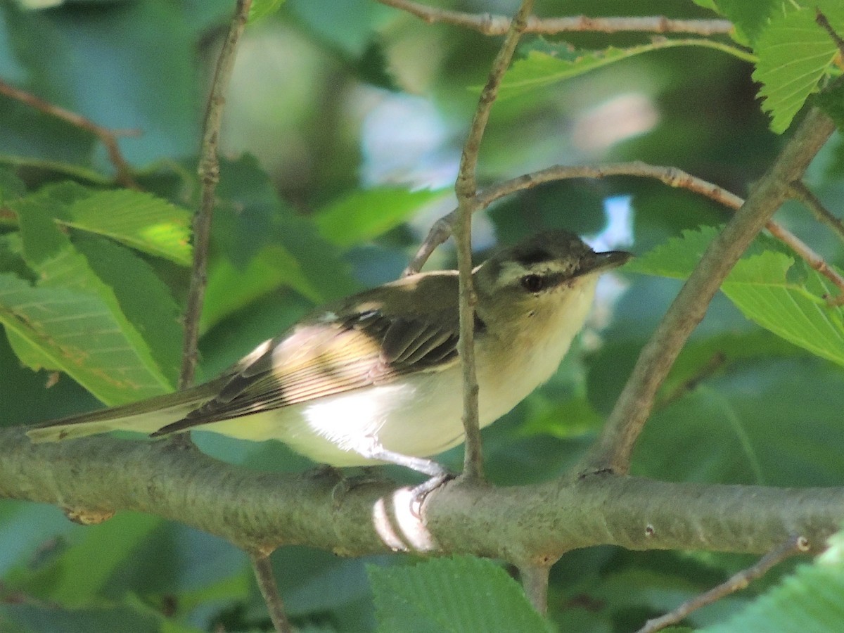 Red-eyed Vireo - Paul & Koni Fank