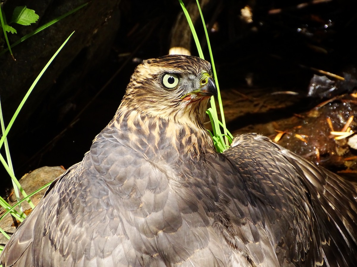 Eurasian Goshawk - ML253738371