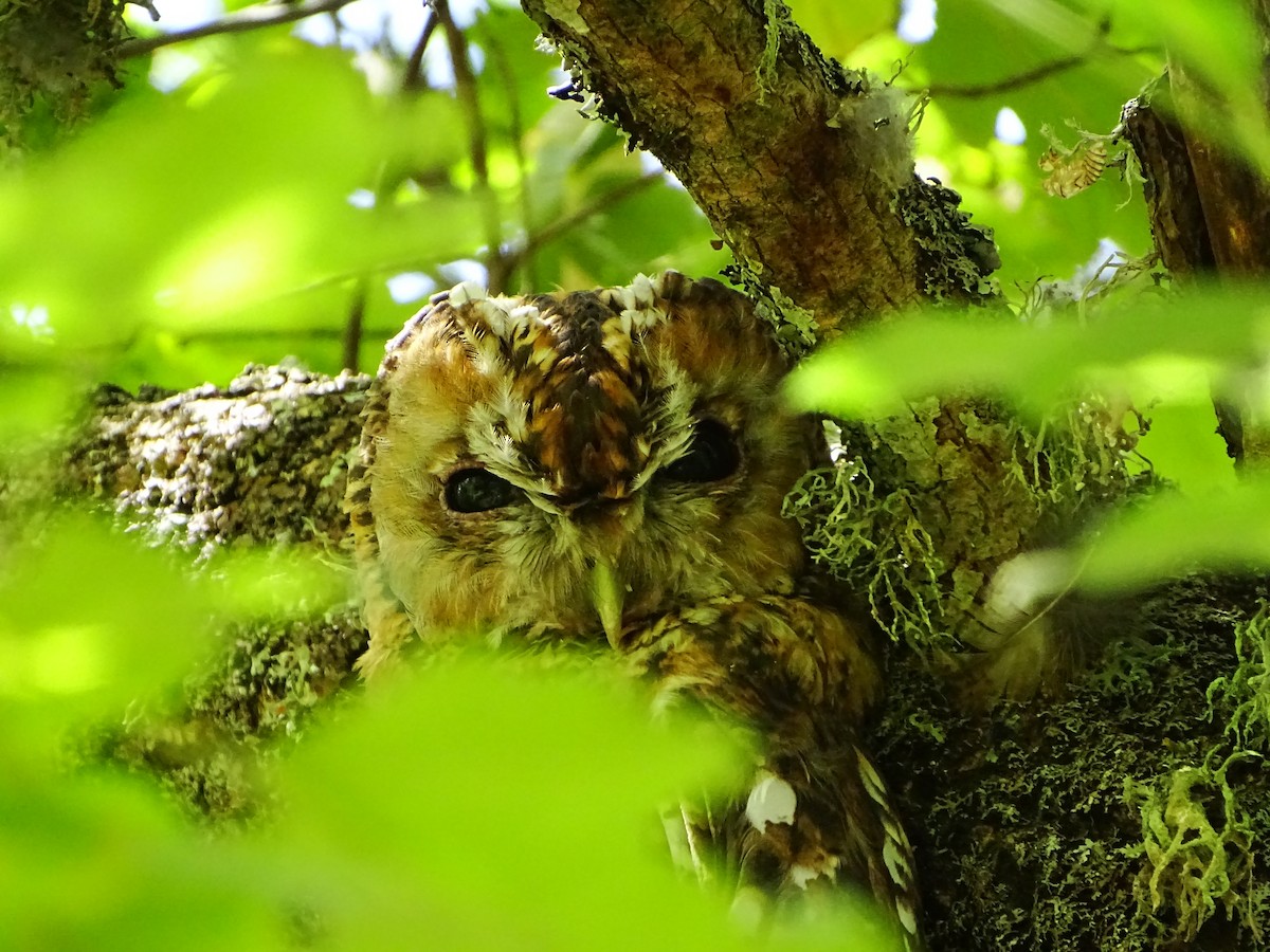 Tawny Owl - Pablo Pascual