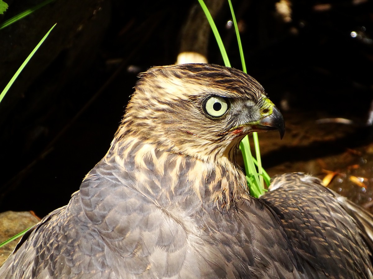 Eurasian Goshawk - ML253738741