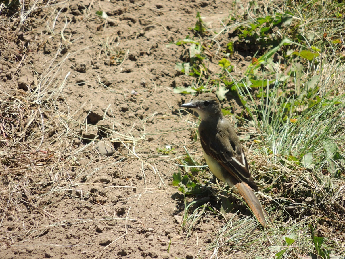Great Crested Flycatcher - ML253740191