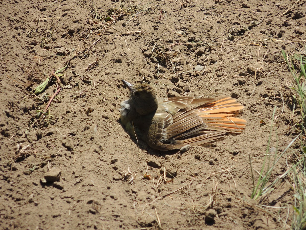Great Crested Flycatcher - ML253740231