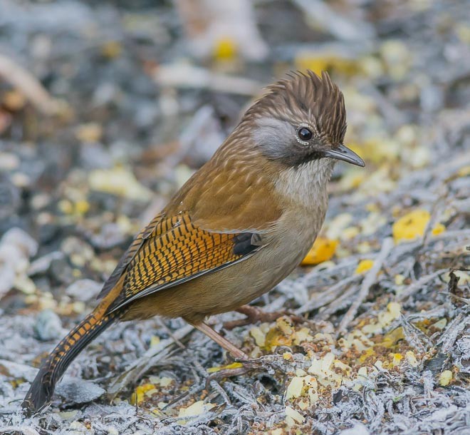 Hoary-throated Barwing - Sumit  Sengupta