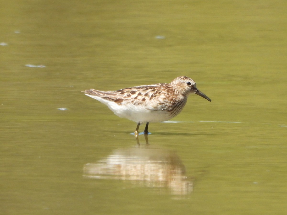 Least Sandpiper - Benjamin  Miller