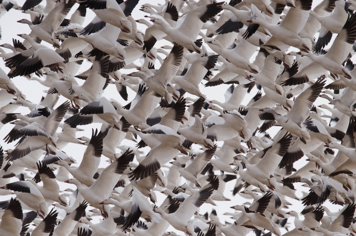 Snow Goose - David Eberly