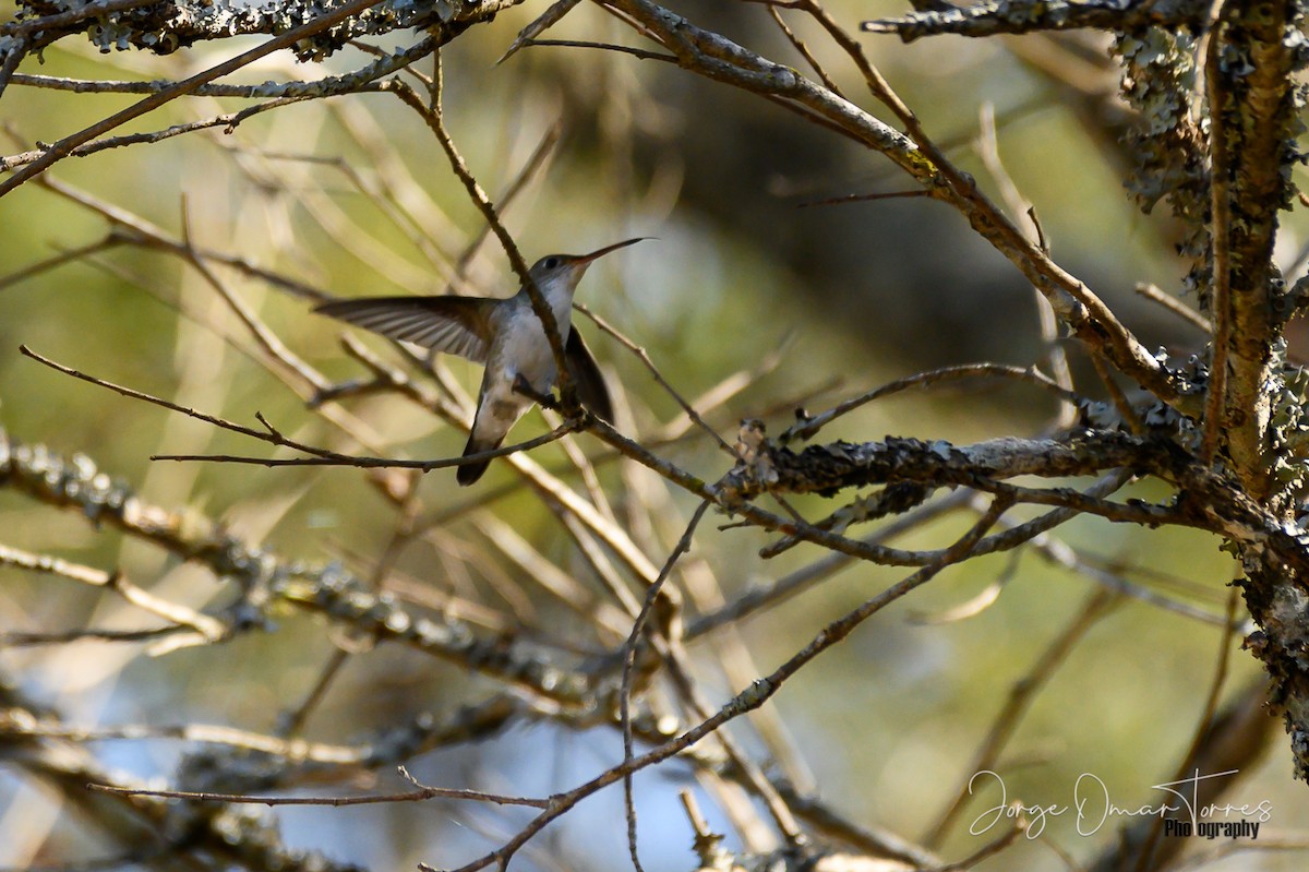 White-bellied Hummingbird - ML253742071