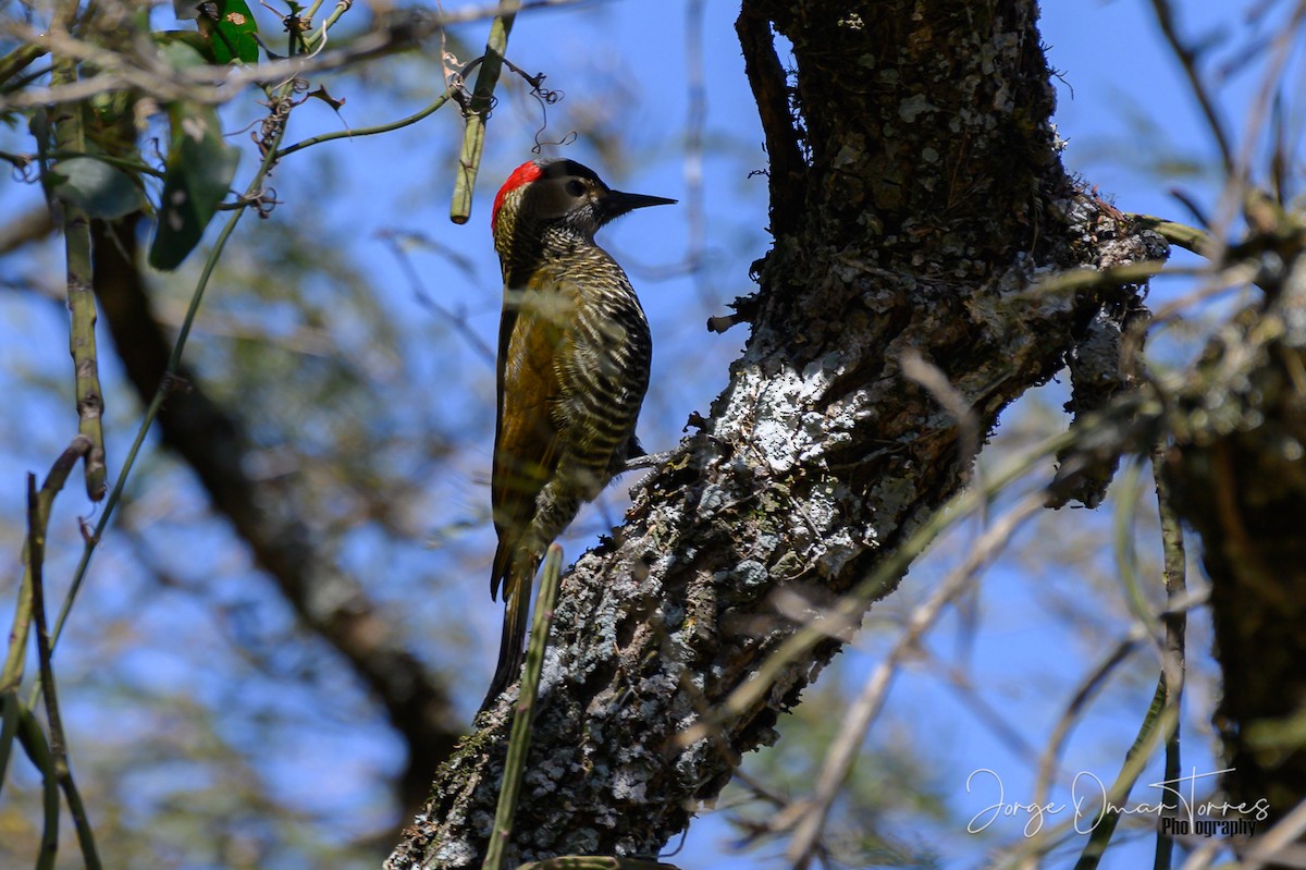 Golden-olive Woodpecker - ML253742151
