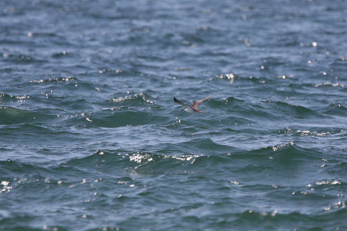 Sooty Tern - Lauren Grimes