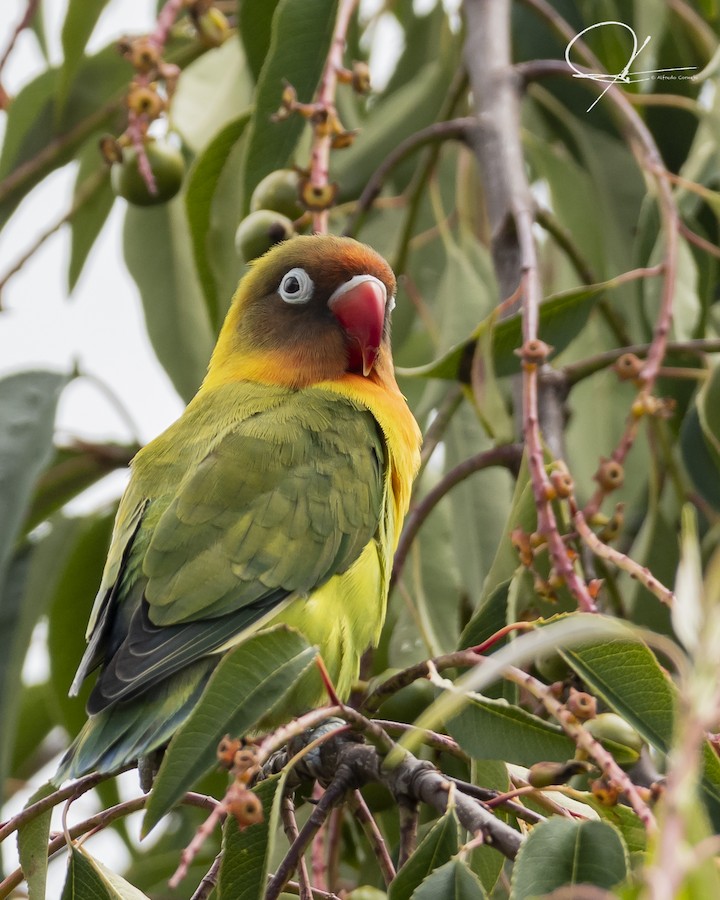 Fischer's/Yellow-collared Lovebird - eBird