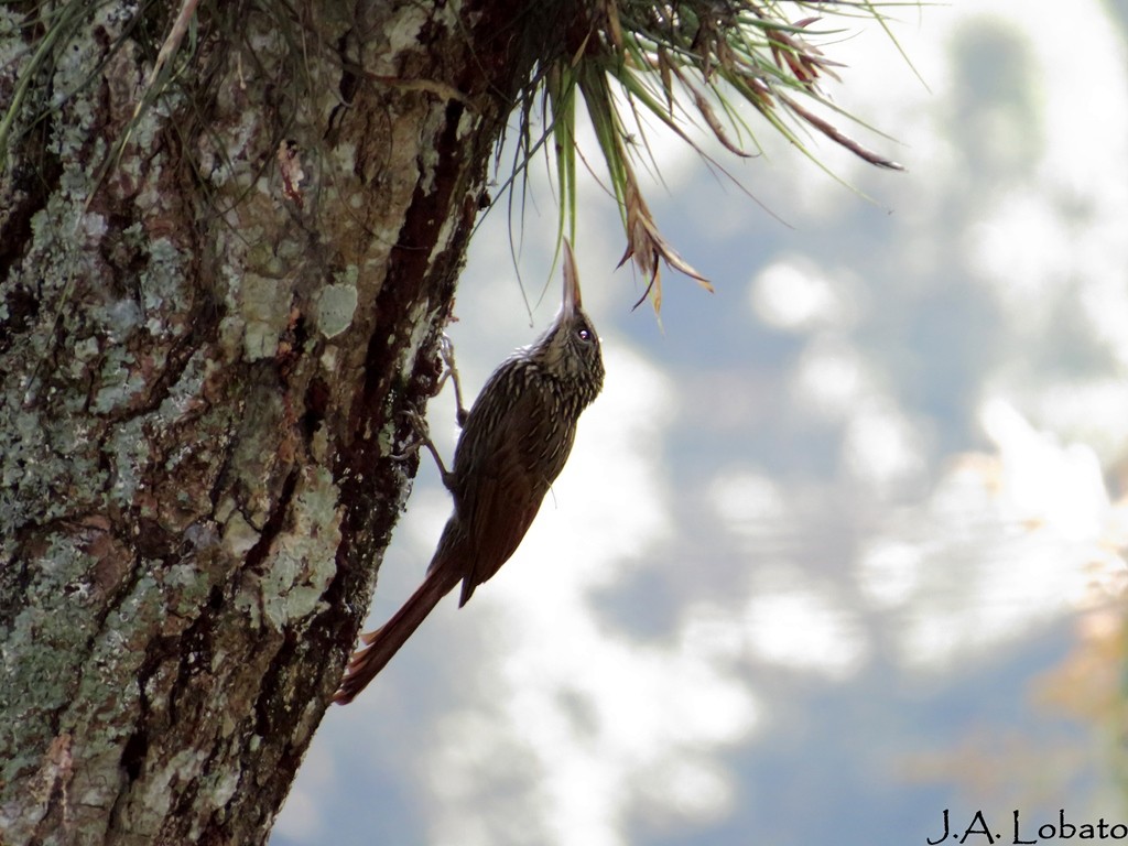 Ivory-billed Woodcreeper - ML253750781