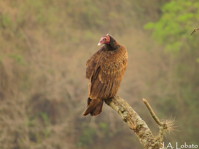 Turkey Vulture - ML253751341