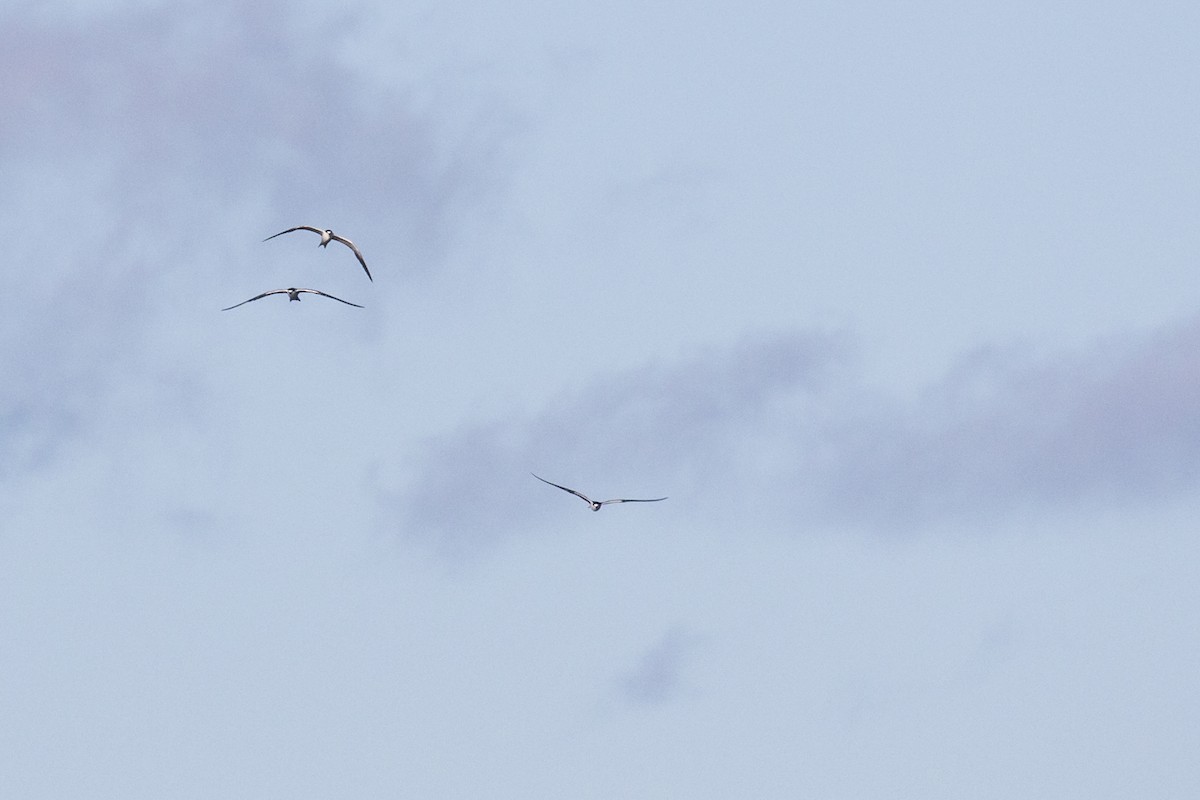 Sooty Tern - Simon Lane