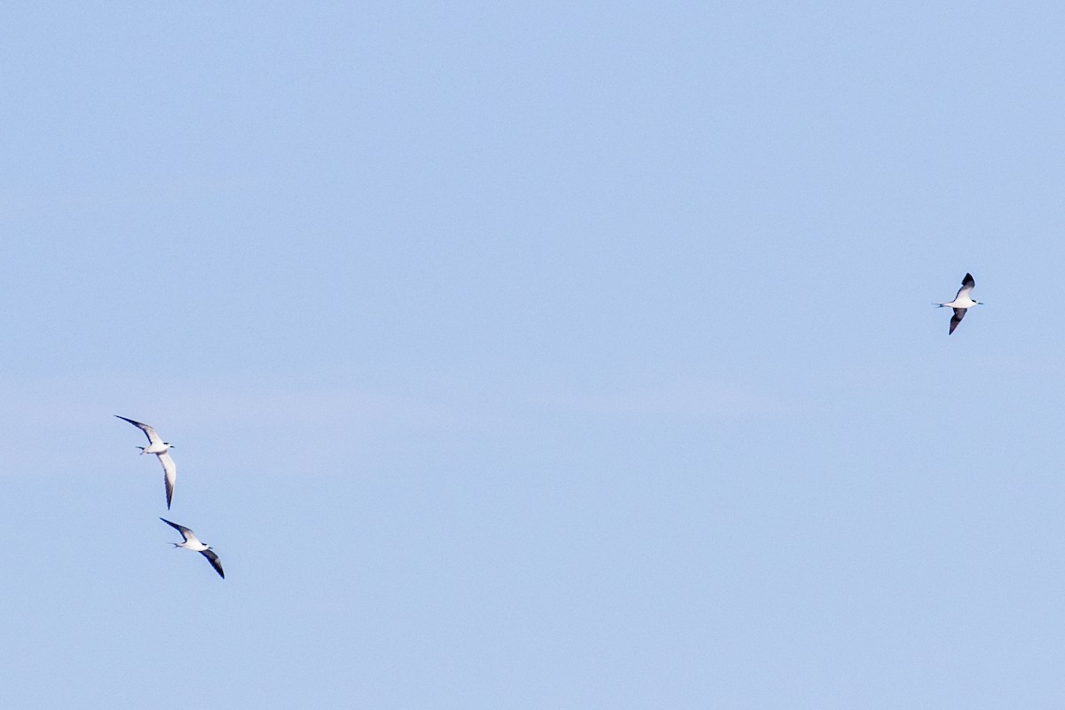 Sooty Tern - Simon Lane