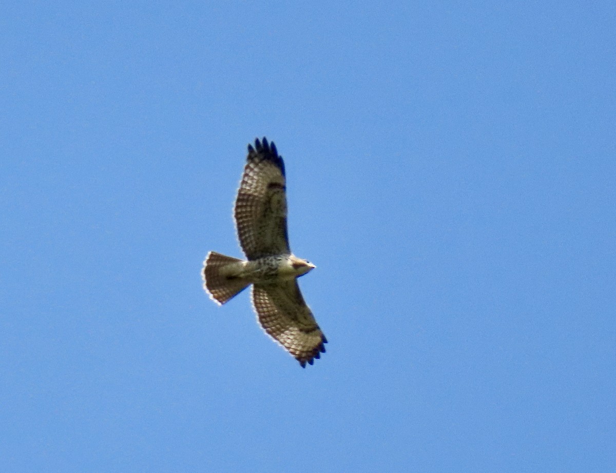Red-tailed Hawk - Meg Reck