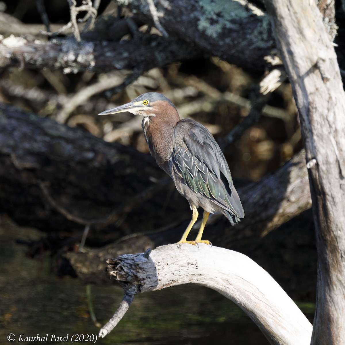 Green Heron - ML253755901