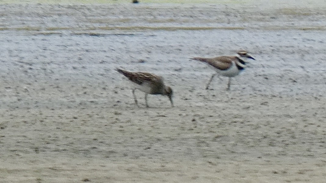 Pectoral Sandpiper - ML253757161