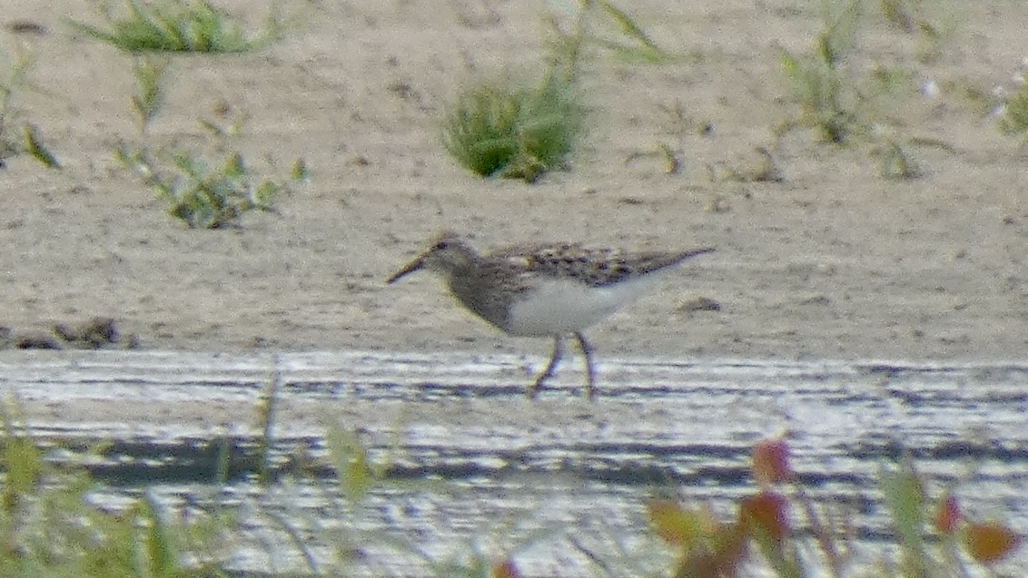 Pectoral Sandpiper - ML253757181