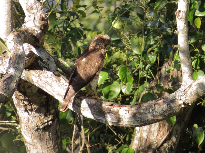 Broad-winged Hawk - Alberto Lobato (El Chivizcoyo)