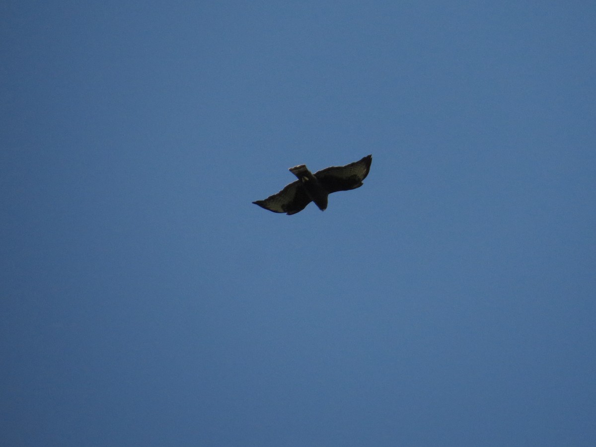 Short-tailed Hawk - Alberto Lobato (El Chivizcoyo)