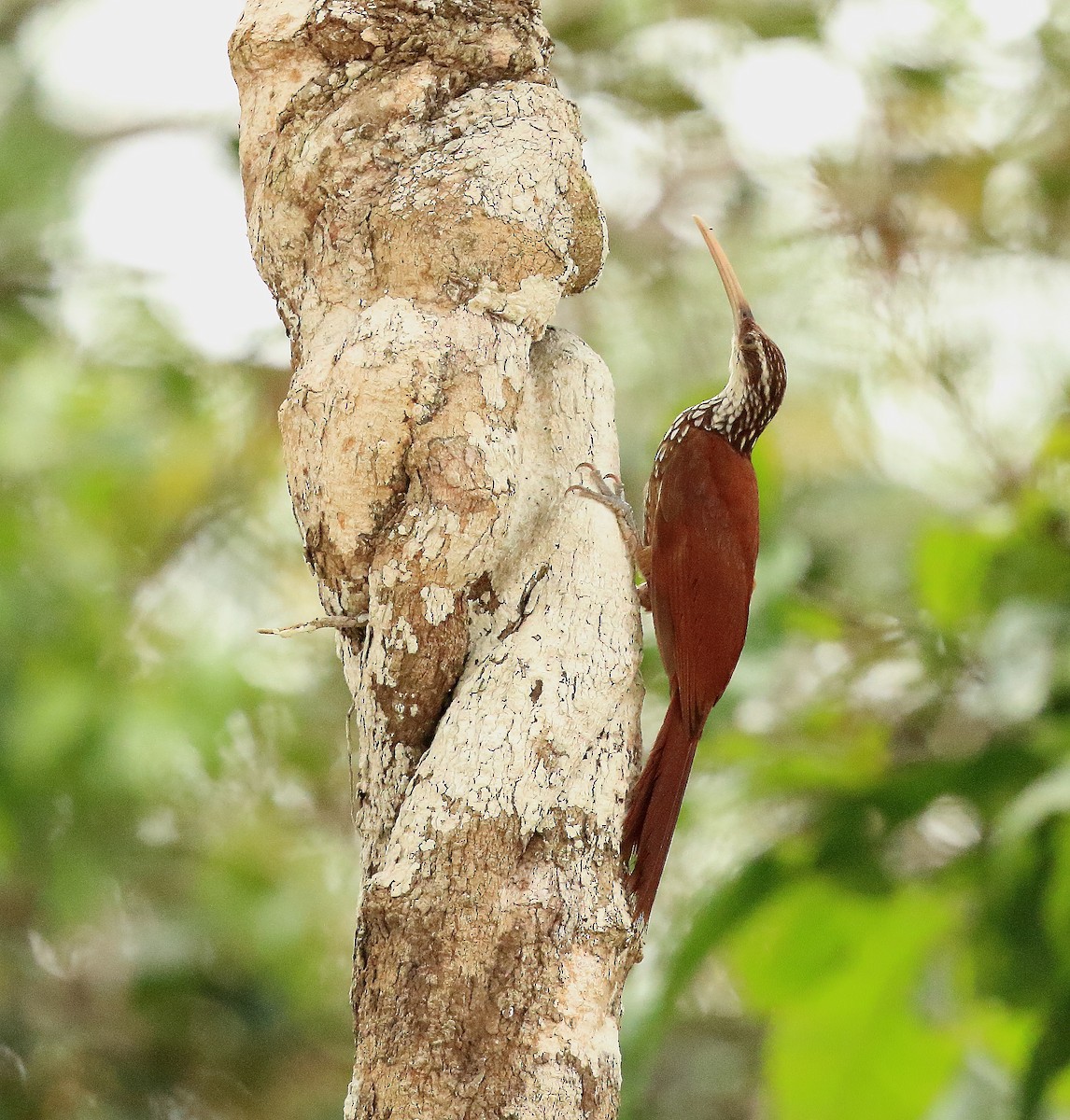 Long-billed Woodcreeper - David Barton