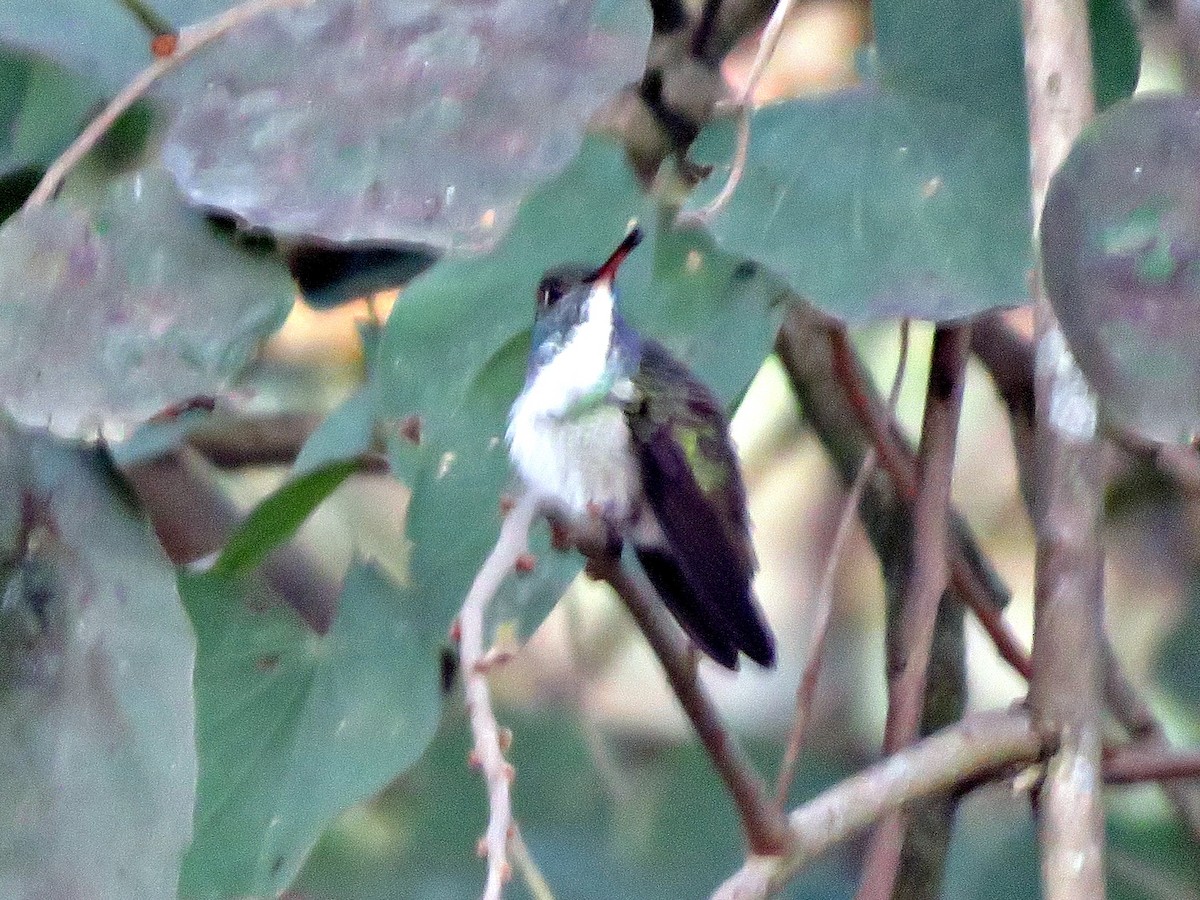kolibřík pestrý [skupina versicolor] - ML253758731