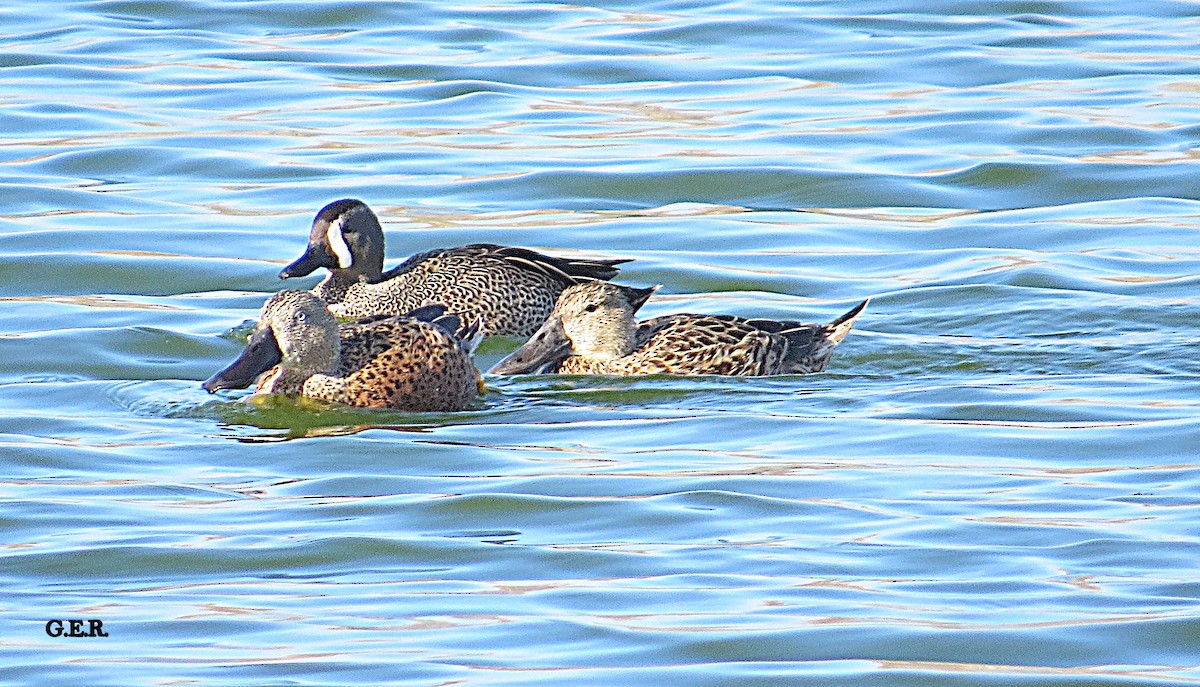 Blue-winged Teal - Guillermo Rost