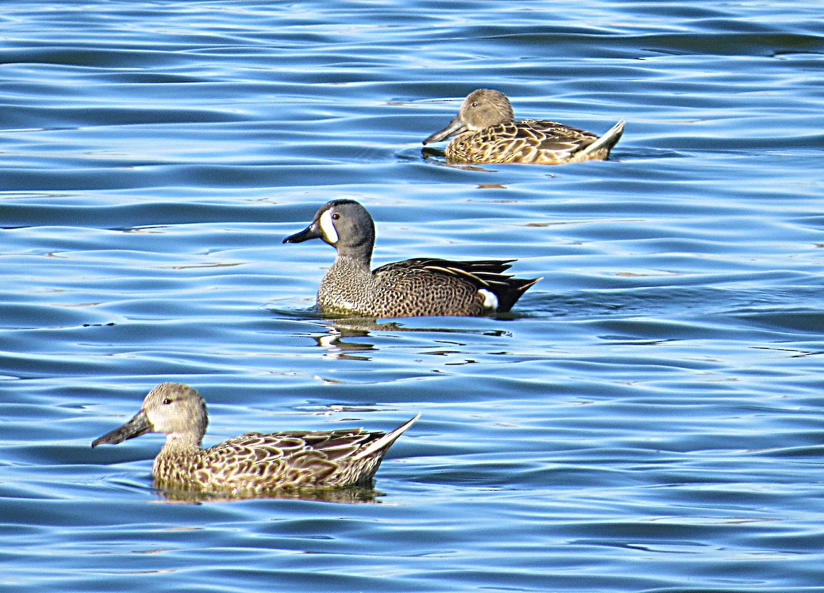 Blue-winged Teal - Guillermo Rost