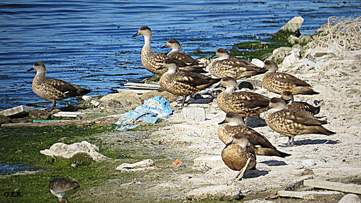 Crested Duck - Guillermo Rost