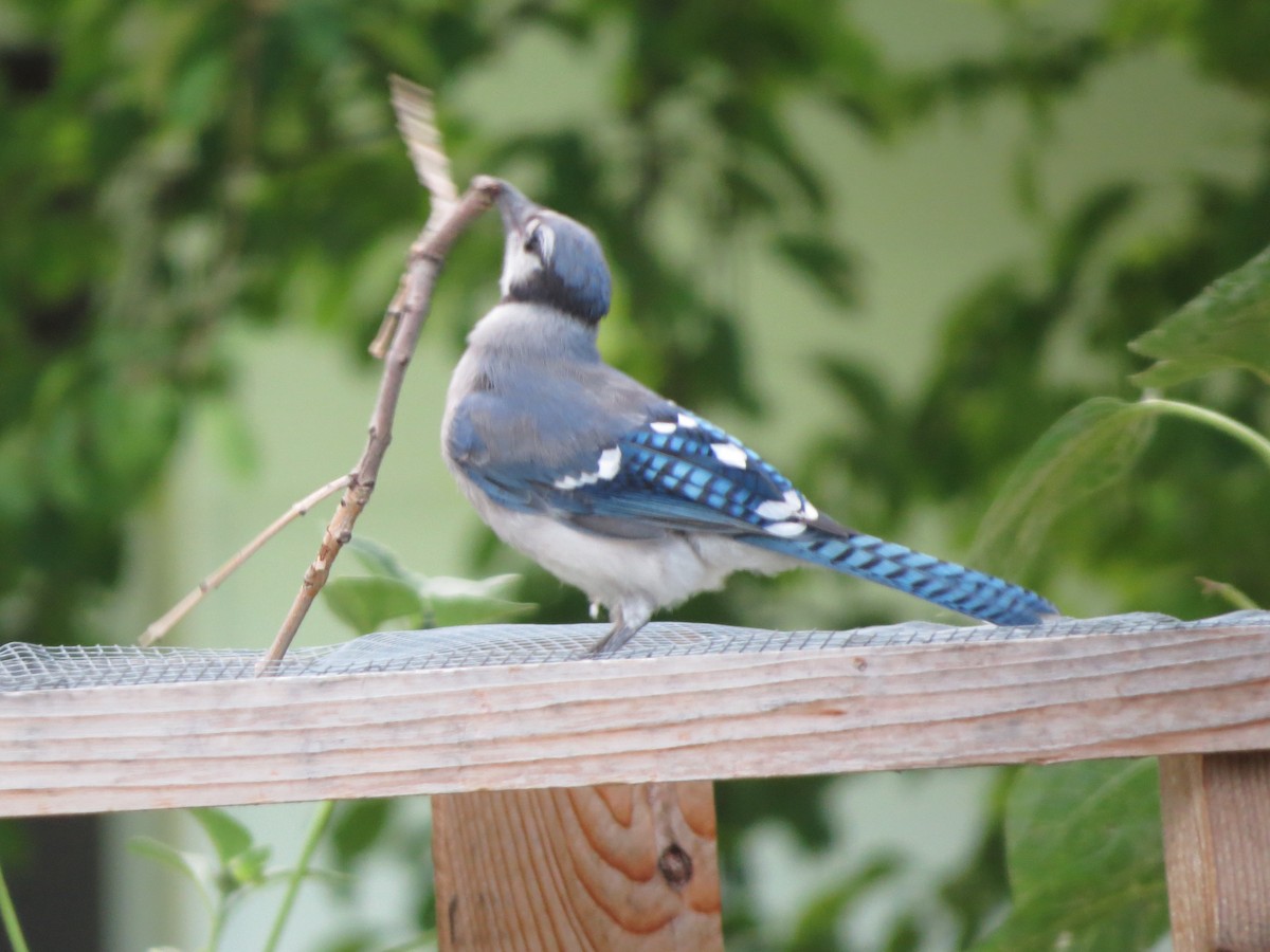 Blue Jay - ML253760201