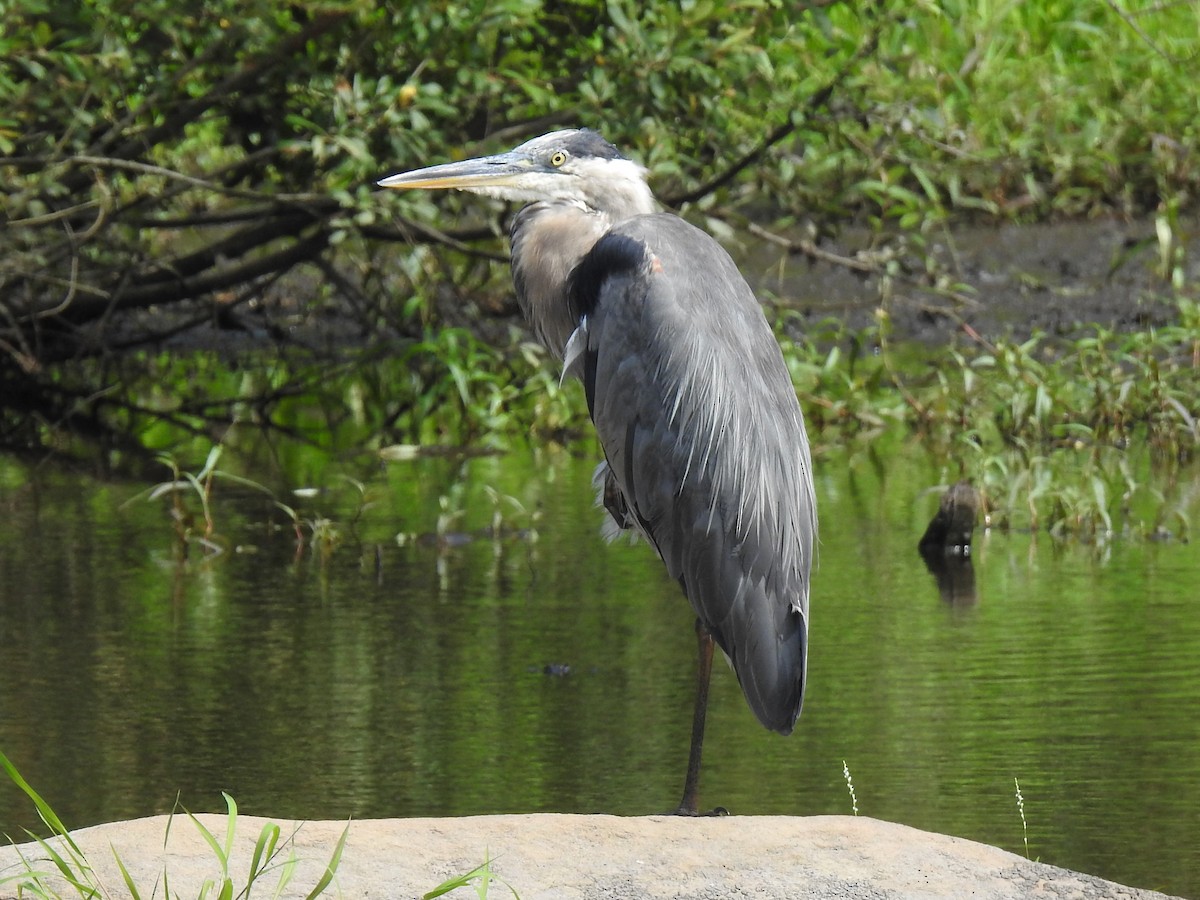 Great Blue Heron - Peter Herstein