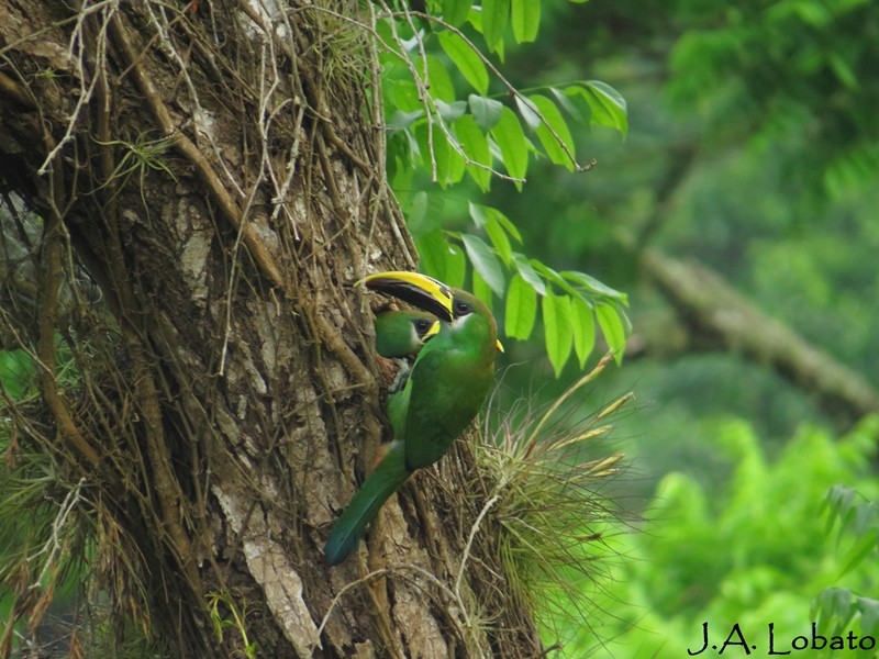 Northern Emerald-Toucanet - Alberto Lobato (El Chivizcoyo)