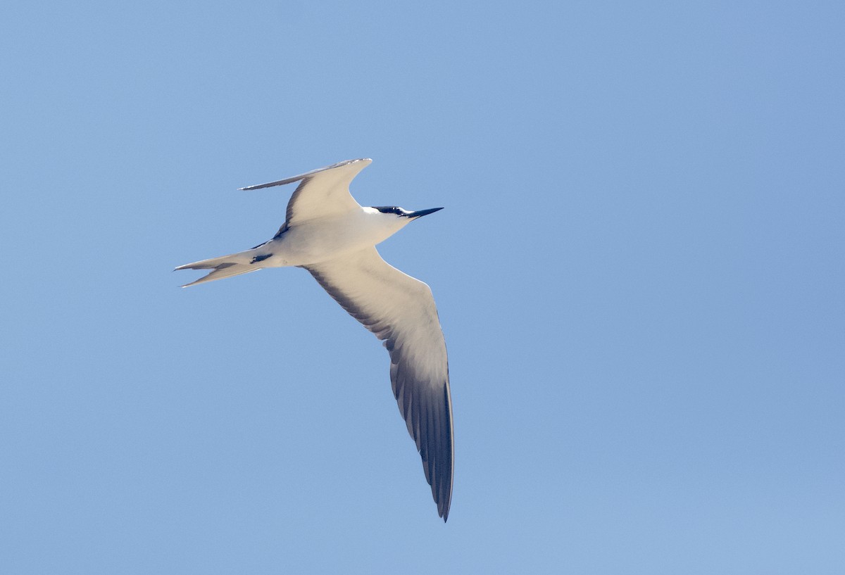 Sooty Tern - Oliver Patrick