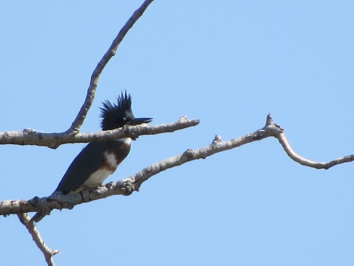 Belted Kingfisher - ML253764531